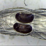 Chaoborus crystallinus Larve
